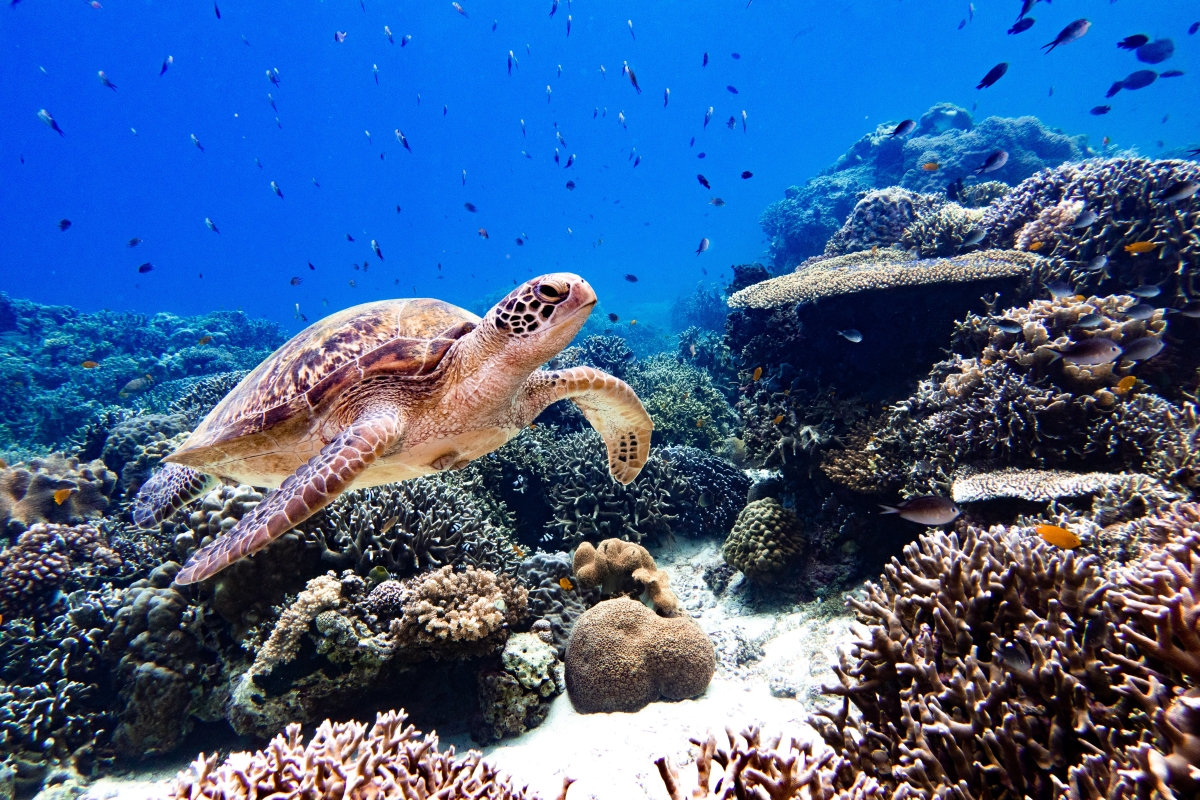 Certina - żółw i podwodny świat