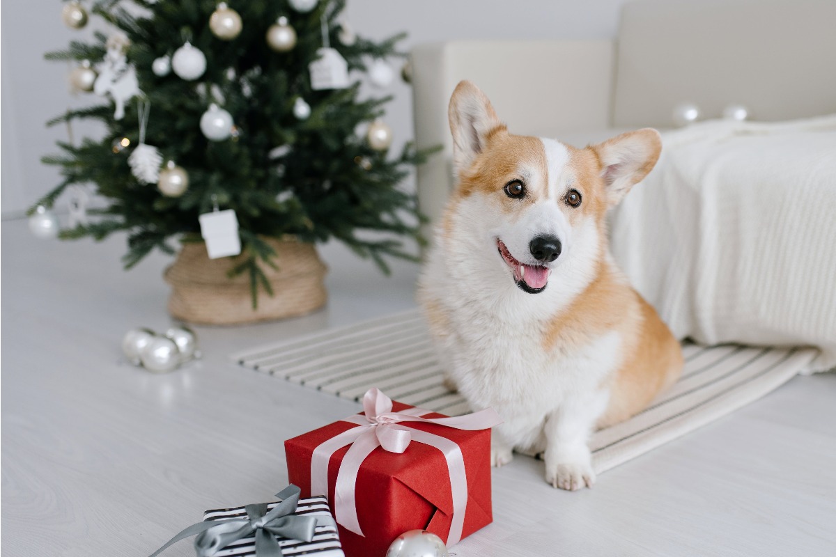 Welsh Corgi in front of a Christmas tree